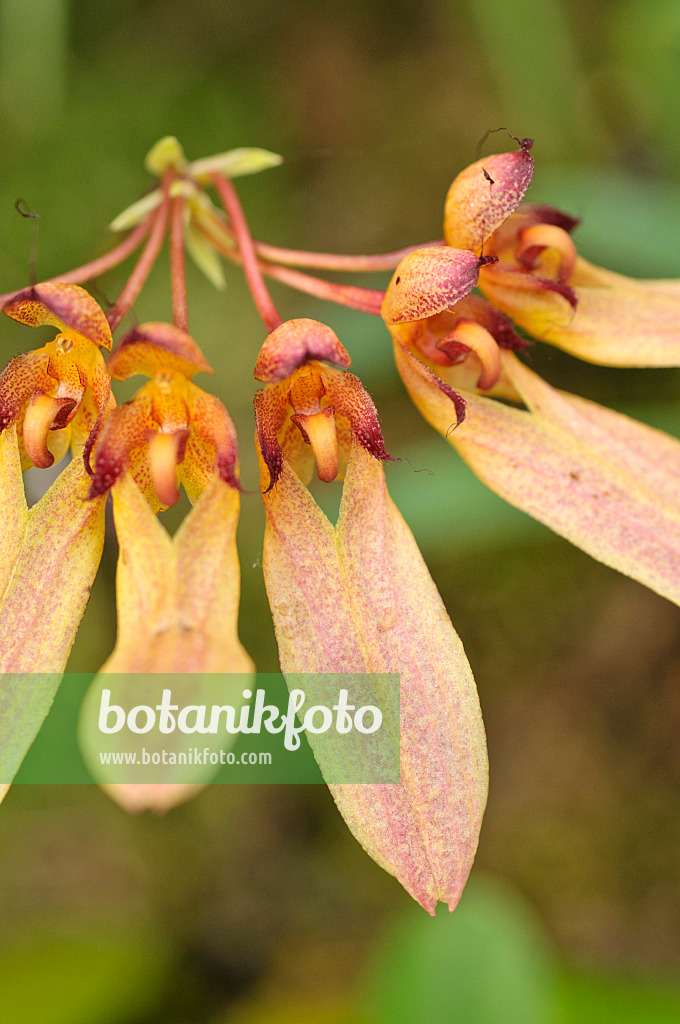 486152 - Bulbophyllum longiflorum