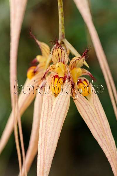 475200 - Bulbophyllum Louis Sander