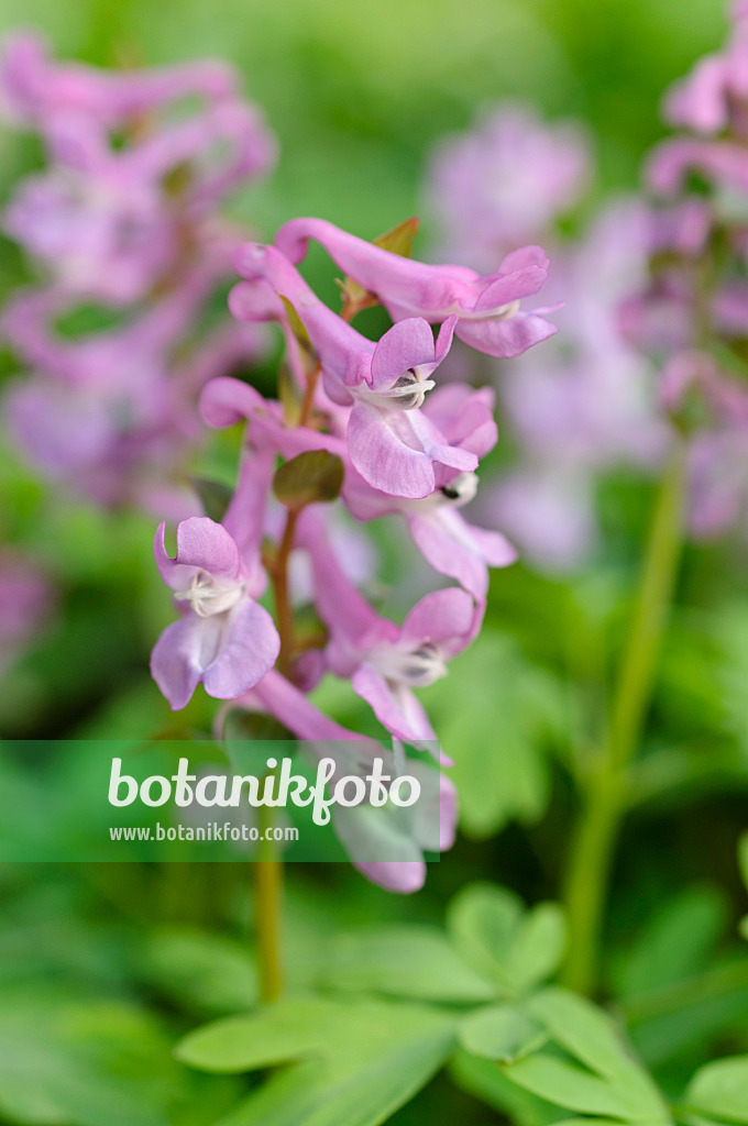 471025 - Bulbous corydalis (Corydalis cava)