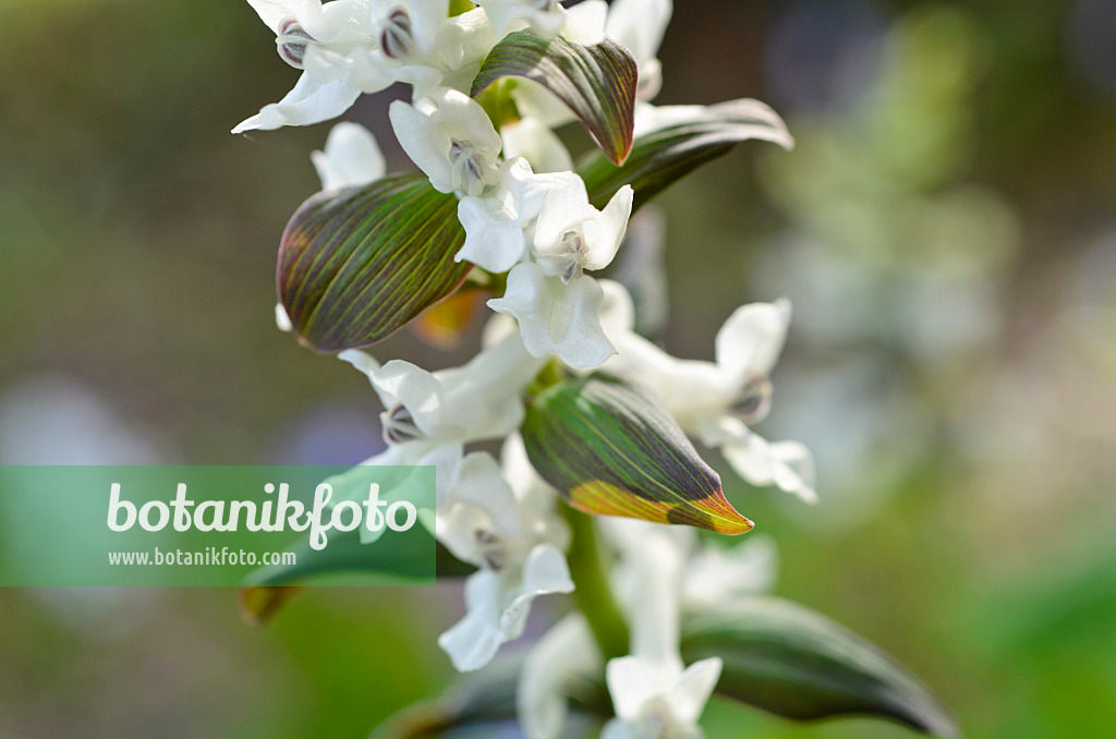 495004 - Bulbous corydalis (Corydalis cava)