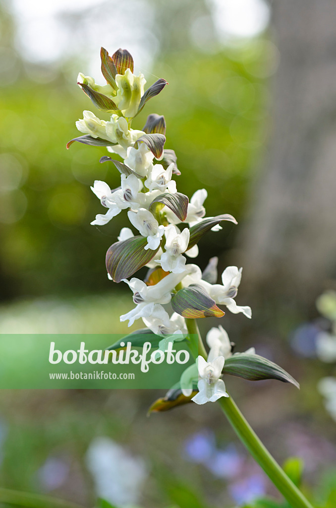 495005 - Bulbous corydalis (Corydalis cava)