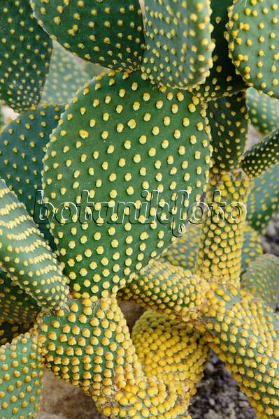 467048 - Bunny ears cactus (Opuntia microdasys)
