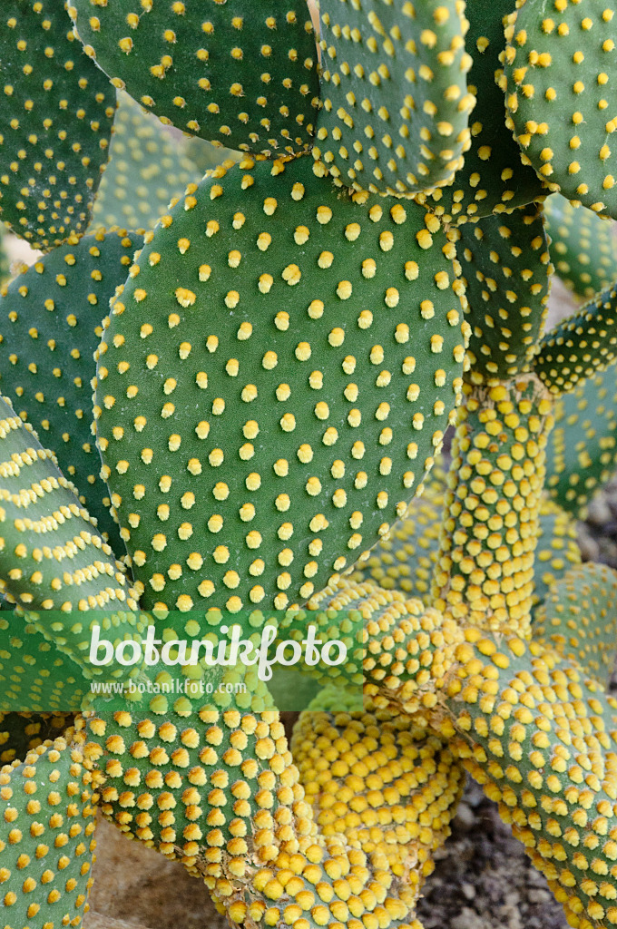 467048 - Bunny ears cactus (Opuntia microdasys)