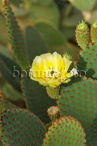 512032 - Bunny ears cactus (Opuntia microdasys)