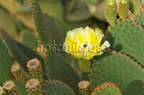 512033 - Bunny ears cactus (Opuntia microdasys)