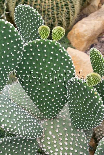 573048 - Bunny ears cactus (Opuntia microdasys)