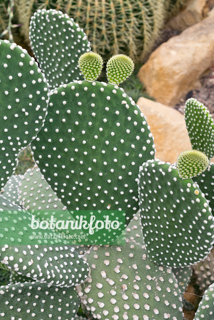 573048 - Bunny ears cactus (Opuntia microdasys)