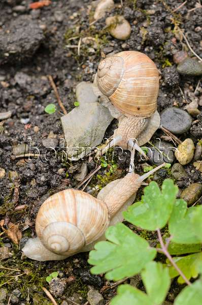 535120 - Burgundy snail (Helix pomatia) as a couple touching each other