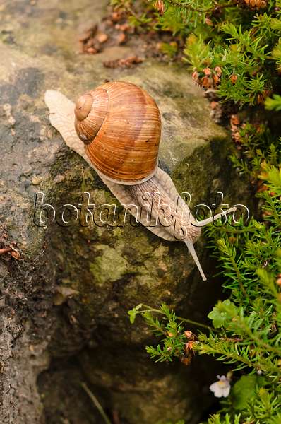521016 - Burgundy snail (Helix pomatia) slides down a rock and looks into the abyss