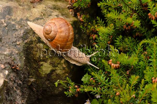 521017 - Burgundy snail (Helix pomatia) slides down a rock and looks into the abyss
