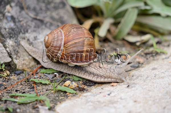 524002 - Burgundy snail (Helix pomatia) with outstretched sensors
