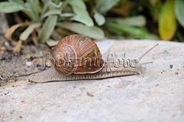 524003 - Burgundy snail (Helix pomatia) with outstretched sensors crosses a path