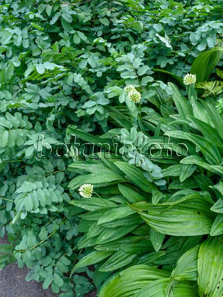 460104 - Burnet (Sanguisorba alpina) and alpine leek (Allium victorialis)