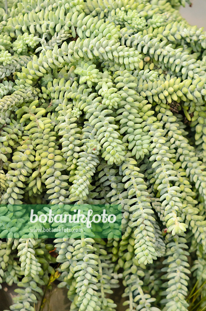 573038 - Burro's tail (Sedum morganianum)