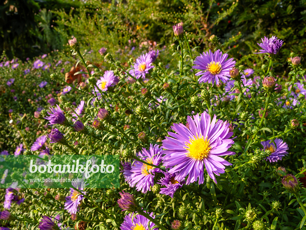 429074 - Bushy aster (Aster dumosus 'Mittelmeer')