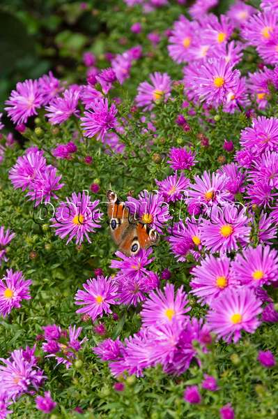 512083 - Bushy aster (Aster dumosus 'Nesthäkchen') and peacock butterfly (Inachis io)