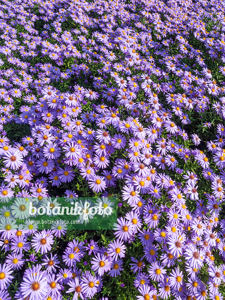 442020 - Bushy aster (Aster dumosus 'Prof. Anton Kippenberg')