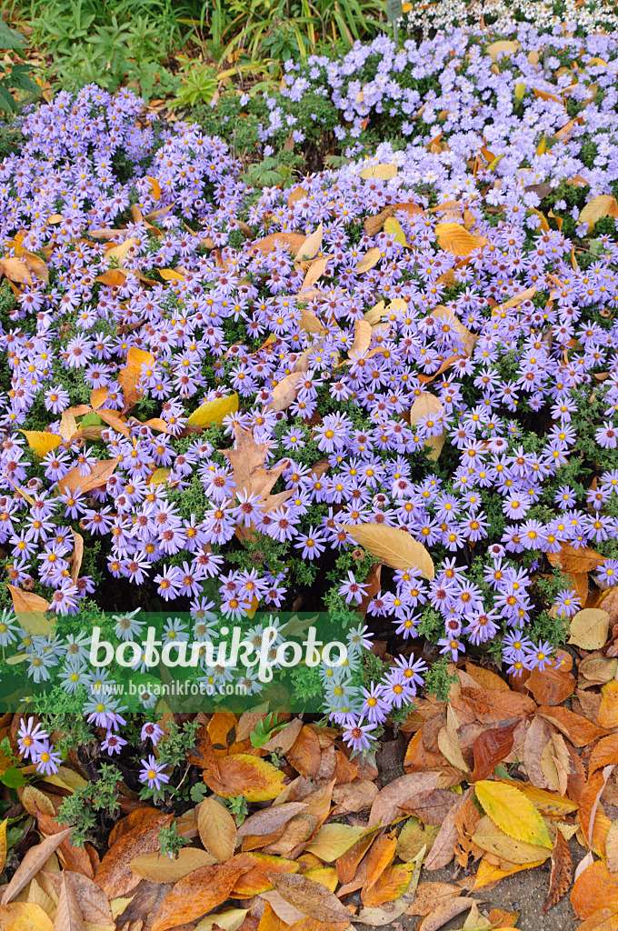 477101 - Bushy aster (Aster dumosus 'Prof. Anton Kippenberg')