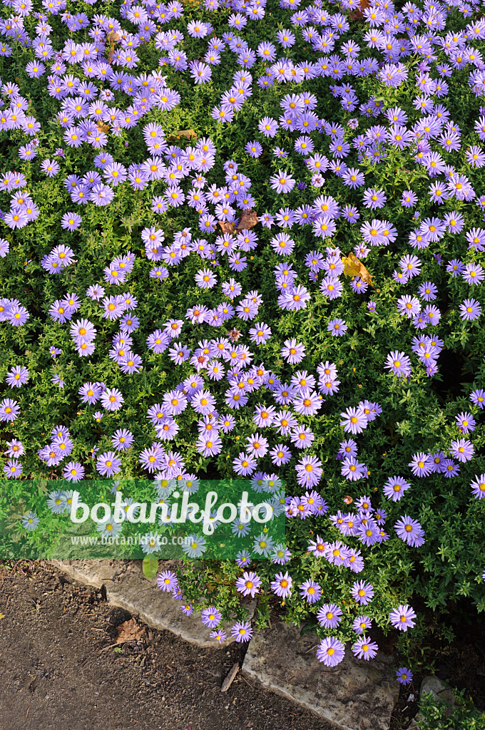 489096 - Bushy aster (Aster dumosus 'Prof. Anton Kippenberg')