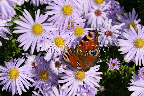 489044 - Bushy aster (Aster dumosus 'Silberblaukissen') and peacock butterfly (Inachis io)