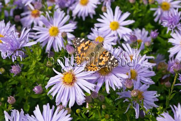 609039 - Bushy aster (Aster dumosus 'Silberteppich') and painted lady (Vanessa cardui)