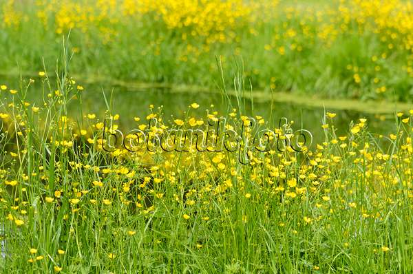 545026 - Buttercup (Ranunculus) at a pond