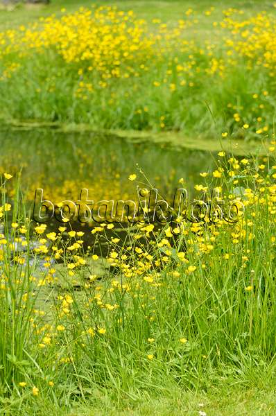 545027 - Buttercup (Ranunculus) at a pond