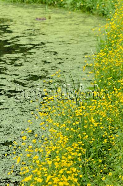 545028 - Buttercup (Ranunculus) at a pond