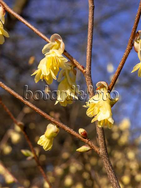 447039 - Buttercup winter hazel (Corylopsis pauciflora)
