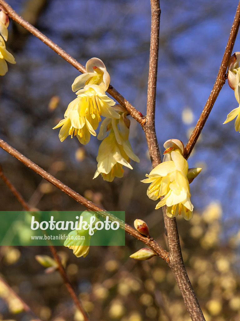 447039 - Buttercup winter hazel (Corylopsis pauciflora)