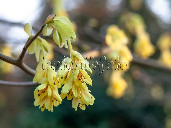 447044 - Buttercup winter hazel (Corylopsis pauciflora)