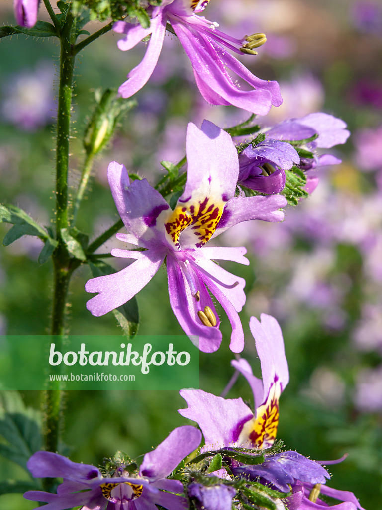 427033 - Butterfly flower (Schizanthus pinnatus)