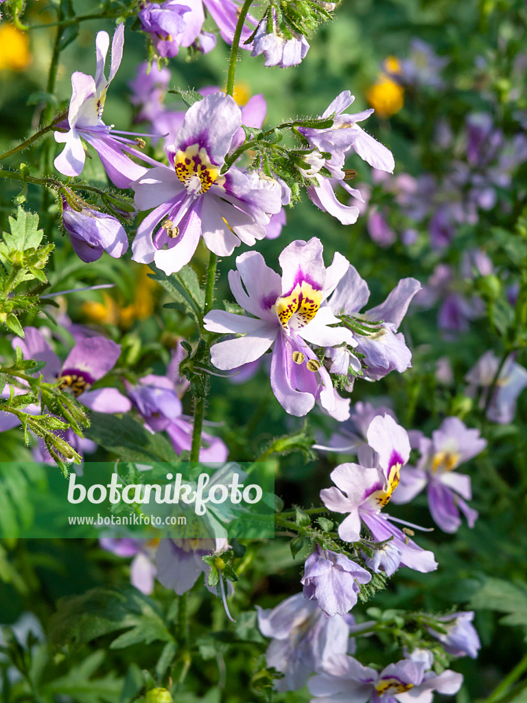 427034 - Butterfly flower (Schizanthus pinnatus)