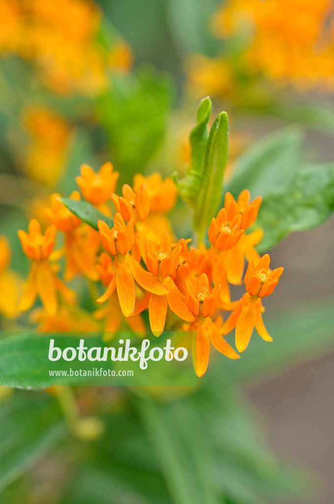 486142 - Butterfly milkweed (Asclepias tuberosa)