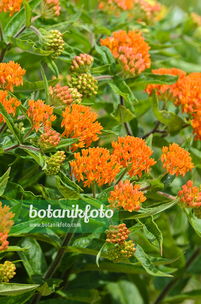 497099 - Butterfly milkweed (Asclepias tuberosa)