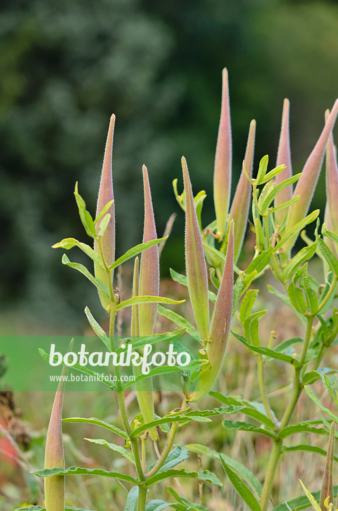 535230 - Butterfly milkweed (Asclepias tuberosa)