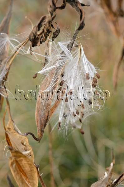 537031 - Butterfly milkweed (Asclepias tuberosa)