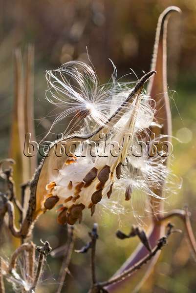 550016 - Butterfly milkweed (Asclepias tuberosa)