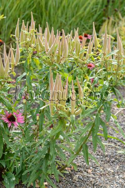 593030 - Butterfly milkweed (Asclepias tuberosa)