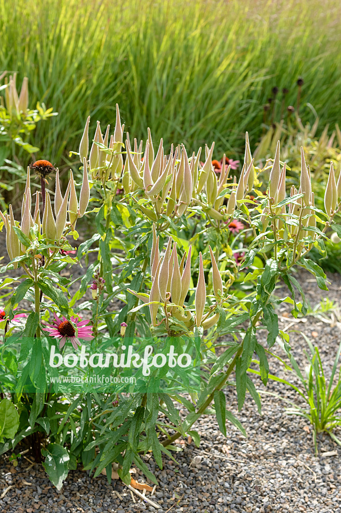 593031 - Butterfly milkweed (Asclepias tuberosa)