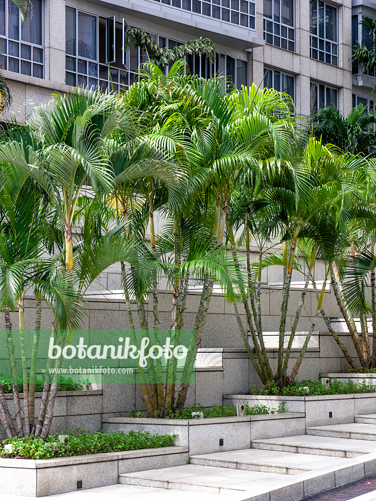 434158 - Butterfly palm (Dypsis lutescens syn. Chrysalidocarpus lutescens), Singapore