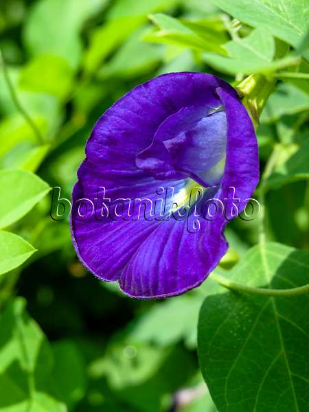 434233 - Butterfly pea blue pea (Clitoria ternatea)
