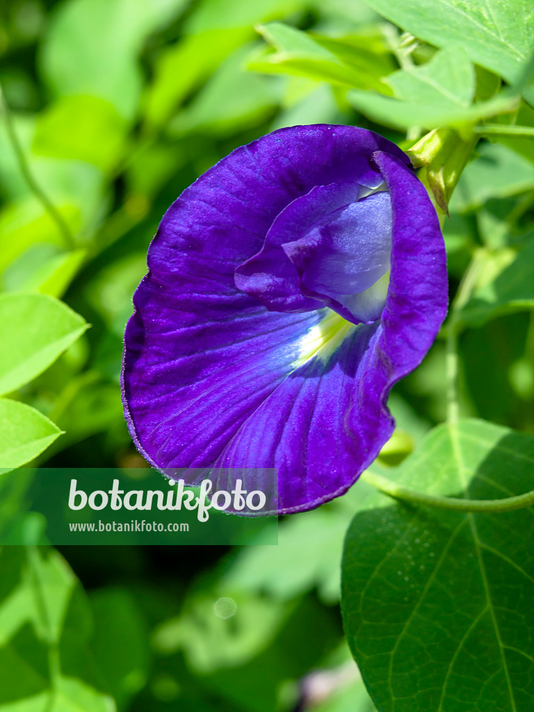 434233 - Butterfly pea blue pea (Clitoria ternatea)