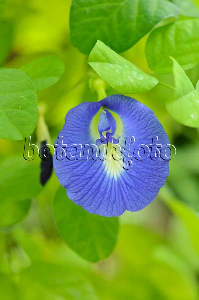 535194 - Butterfly pea blue pea (Clitoria ternatea)