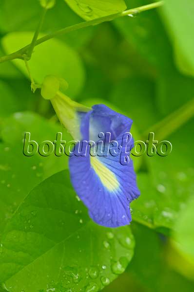 572020 - Butterfly pea blue pea (Clitoria ternatea)