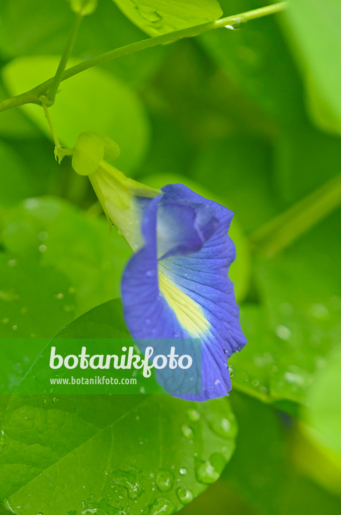 572020 - Butterfly pea blue pea (Clitoria ternatea)