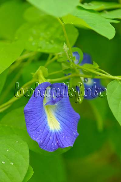 572021 - Butterfly pea blue pea (Clitoria ternatea)