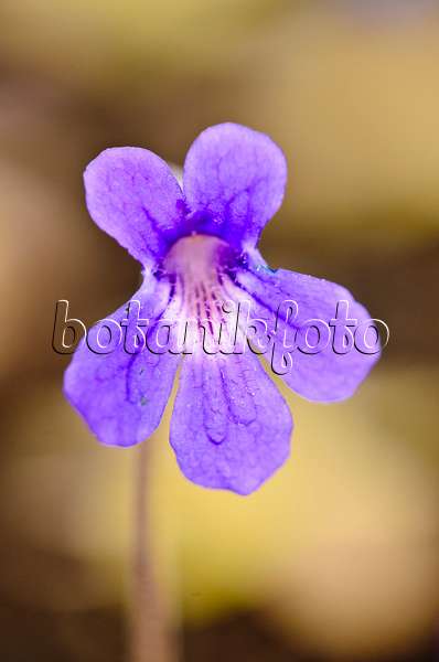 555078 - Butterwort (Pinguicula fiorii x grandiflora subsp. rosea)