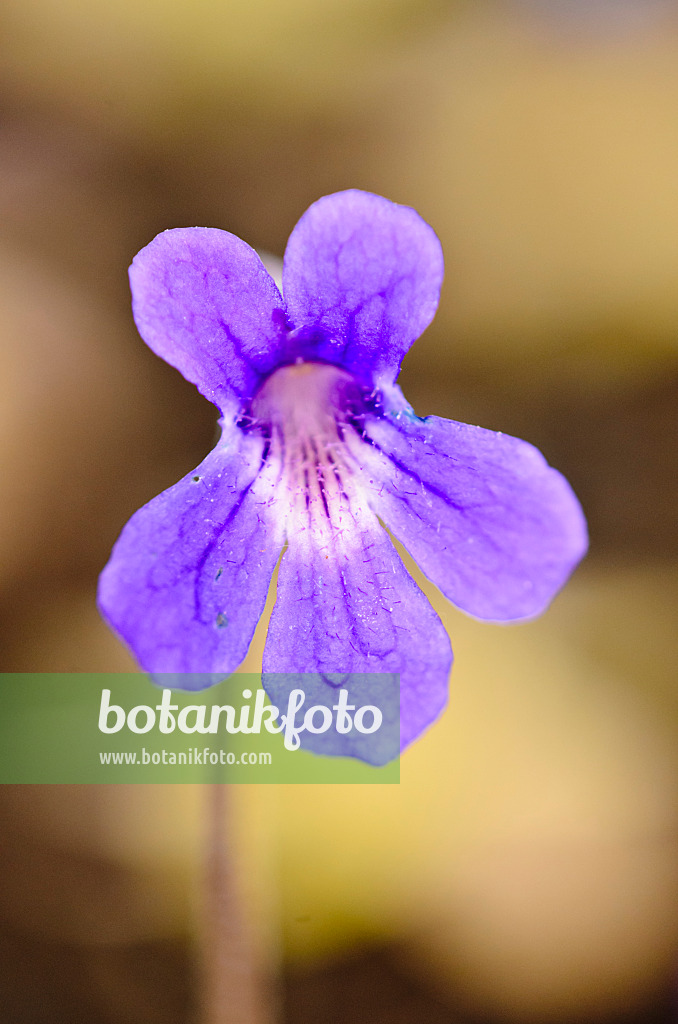 555078 - Butterwort (Pinguicula fiorii x grandiflora subsp. rosea)