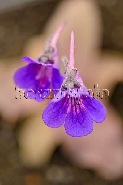555083 - Butterwort (Pinguicula grandiflora 'Rio Ara')